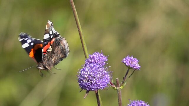 Slow Motion Video: Red Admiral (Vanessa atalanta) butterfly  flutters above the devil's-bit scabious (Succisa pratensis) flowers