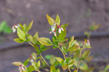 flowering blueberry bush