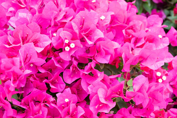 Obraz premium Blooming pink Bougainvillea flowers in sunlight.