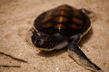 little turtle in the sand on the beach