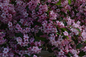 Obraz premium blooming in spring Weigela flowers in the garden