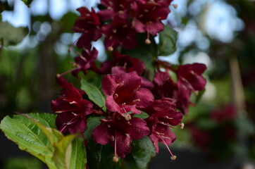 blooming in spring Weigela flowers in the garden