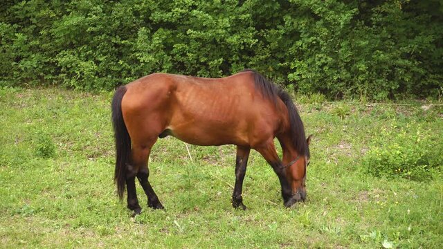 Beautiful brown horse eats green grass in the forest. 4K video