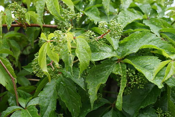 Virginia creeper, in Latin Parthenocissus quinquefolia close up covering garden fence. The leaves are cover by raindrops. 
