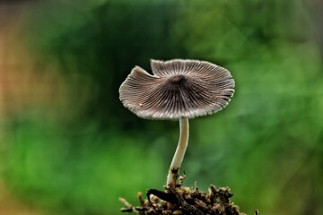 mushroom in the grass