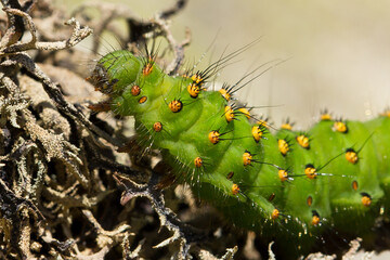 Small emperor moth, Saturnia pavonia, caterpillar