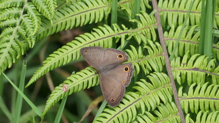 Schmetterling brauner Waldvogel