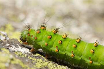 Fototapeta premium Small emperor moth, Saturnia pavonia, caterpillar