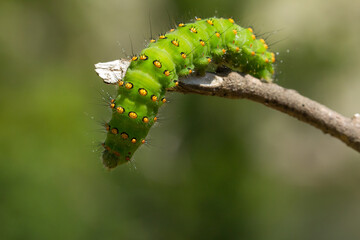El pequeño pavón (Saturnia pavonia), oruga de color verde sobre la rama.