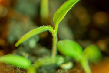 Blurred with soft focus background with a small sprout of tomato sprouted from the ground.