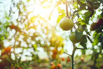 Organic red ripe tomatoes grown in a greenhouse