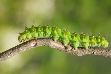 Oruga de Saturnia pavonia de color verde sobre la rama.