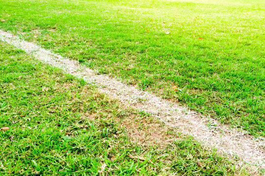 White lines of a soccer field frame