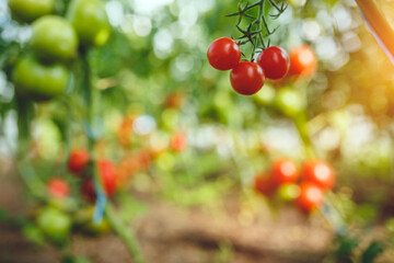 Organic red ripe tomatoes grown in a greenhouse