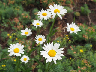 Fototapeta premium Beautiful meadow in springtime full of flowering daisies with white yellow blossom and green grass - oxeye daisy, leucanthemum vulgare, dox-eye, common daisy, dog daisy, moon daisy - concept garden