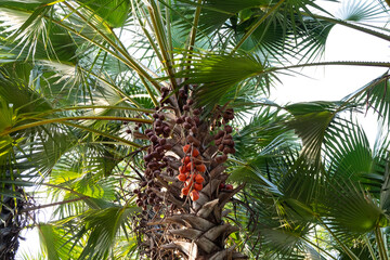 Obraz premium Palm fruit bunches on palm tree.Orange or brown palm fruits.Its name is Livistona rotundifolia (Lam.) Mart., Saribus rotundifolius (Lam.) Blume.,Anahaw,Footstool or Round-leaf Fan palm.