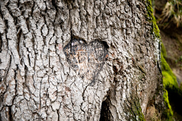 carved heart on a tree