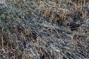 Background with the remains of forest plants burned by fire