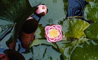 Water Lily, aquatic, Pink Lily, Lake, Raindrop  