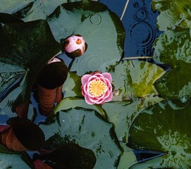 Pink Water Lily, aquatic, Lily, Lake, Waterdrops 