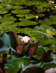 Pink Water Lily, aquatic, Lily, Lake, Waterdrops 