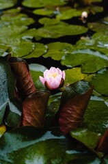 Water Lily, aquatic, beautiful 