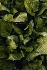 Plants, Green Plants, dark Leaf, Frame, Frame Plants 