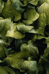 Plants, Green Plants, dark Plants, Frame, Frame Plants 