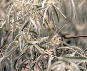 Leaf, Withe Leaf, Greenery, Plant  