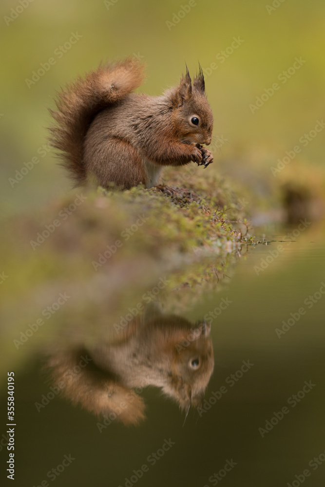 Canvas Prints red squirrel with reflection in a pool with green background. taken in the yorkshire dales, england.
