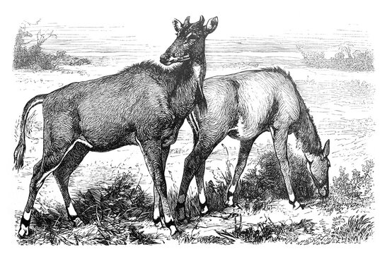 Antelope picta (Portax pictus) / Antique engraved illustration from Brockhaus Konversations-Lexikon 1908