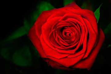 Romantic rose with dark background