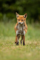 Red fox having bad hair day standing on grass with a green foliage background.  