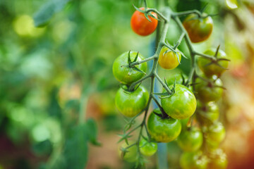 Organic red ripe tomatoes grown in a greenhouse