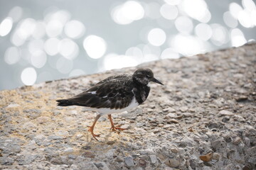 Strandläufer 1