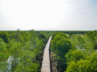 Mangrove Forest View from Above