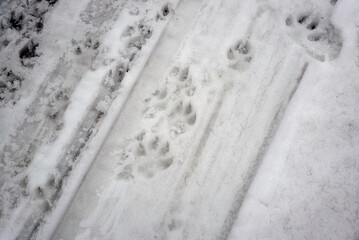Fototapeta na wymiar Dog Tracks in Snow