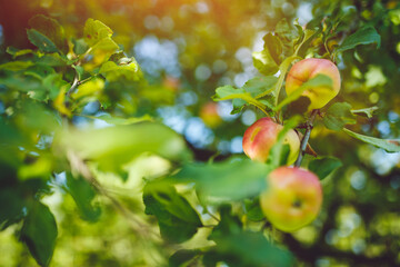 Close up of fresh organic apples