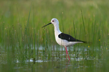 Cute bird. Black winged Stilt. Himantopus himantopus.