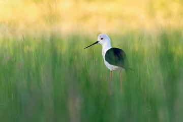 Cute bird. Black winged Stilt. Himantopus himantopus.