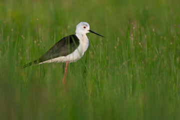 Cute bird. Black winged Stilt. Himantopus himantopus.