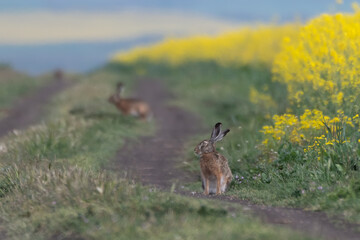 Wild hare beautiful close up in early morning sunrise. Stunning detail of the brown hare (Lepus europaeus)
