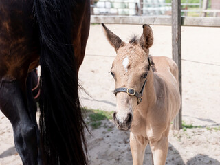 A little yellow foal standing next to the mother, during the day with a countryside landscape