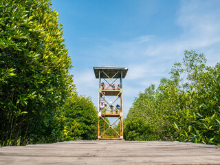 People Standing on the Tower Looking at Mangrove Forest Conservation