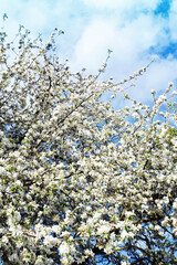 wiosna, kwiat, jabłoń, niebo 