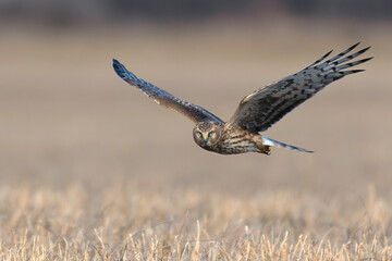 Northern Harrier (Circus cyaneus). Hen Harrier or Northern Harrier is long-winged, long-tailed hawk of open grassland and marshes. - obrazy, fototapety, plakaty