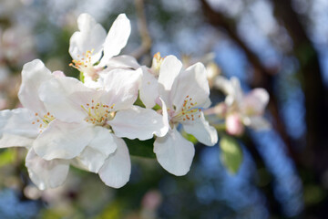 kwiat, wiosna, drzewo, jabłoń, przebudzenie  - obrazy, fototapety, plakaty