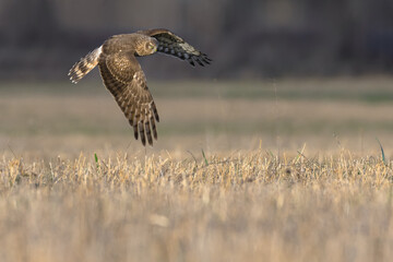 Northern Harrier (Circus cyaneus). Hen Harrier or Northern Harrier is long-winged, long-tailed hawk of open grassland and marshes.