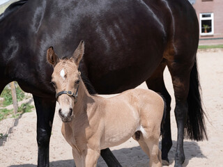 A little yellow foal standing next to the mother, during the day with a countryside landscape