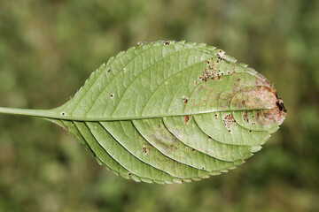 Rust caused by Puccinia komarovii on green leaf of Impatiens parviflora (Small balsam)
